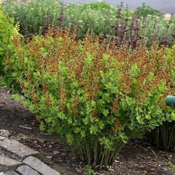 Baptisia 'Cherries Jubilee' PP. 23891