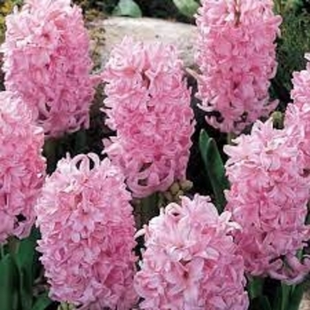 Hyacinthus 'Pink Frosting' 