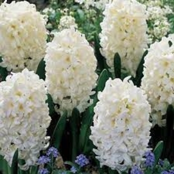 Hyacinthus orientalis 'Carnegie' 