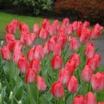 Tulipa 'Van Eijk' 
