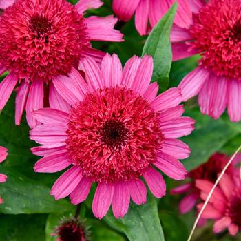 Echinacea Double Coded™ 'Raspberry Beret'