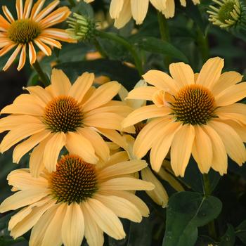 Echinacea Color Coded® 'One in a Melon'