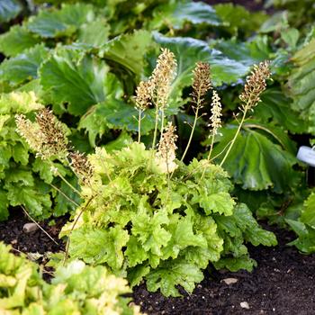 Heuchera 'Ball Gown' PPAF, Can PBRAF