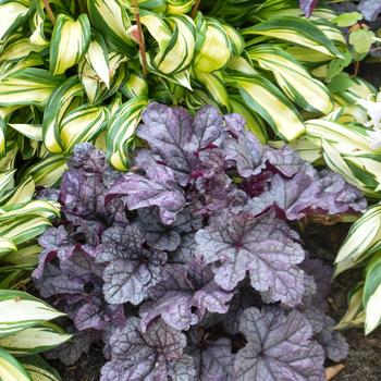 Heuchera 'Frosted Berry' 