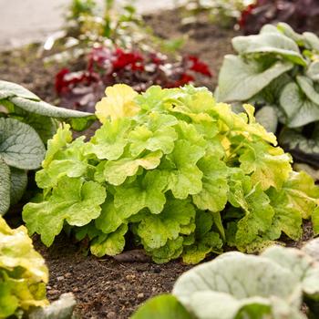 Heuchera 'Pistachio Ambrosia' 