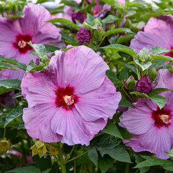 Hibiscus 'Lilac Crush' 