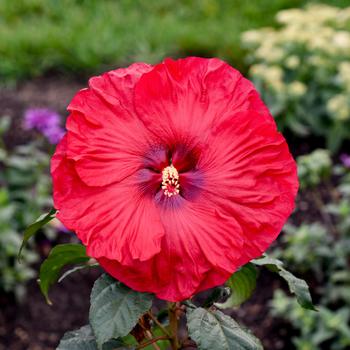 Hibiscus 'Valentine's Crush' 