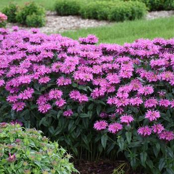 Monarda didyma Upscale™ 'Lavender Taffeta'