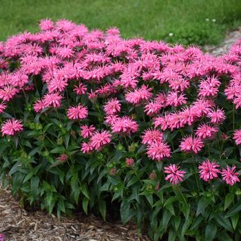 Monarda didyma 'Pink Chenille' 