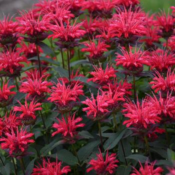 Monarda didyma 'Red Velvet' 