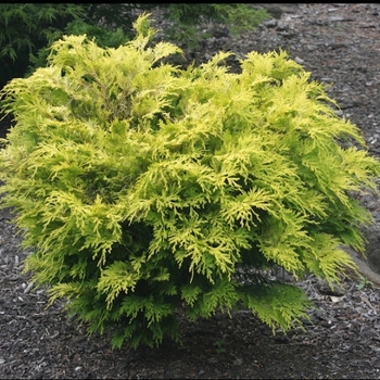 Chamaecyparis obtusa 'Kerdalo' 