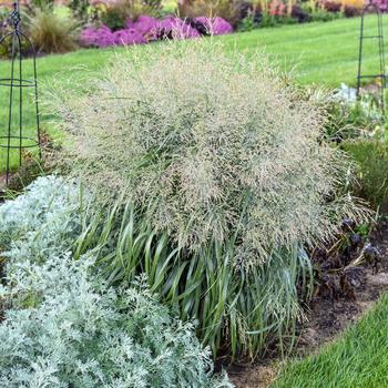 Panicum virgatum Prairie Winds® 'Niagara Falls'