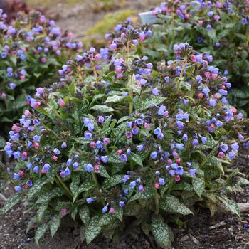 Pulmonaria 'Pink-a-Blue' PPAF, Can PBRAF