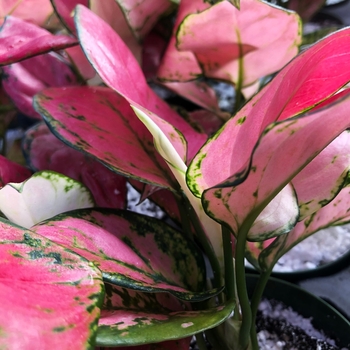 Aglaonema commutatum 'Lucky Red' 