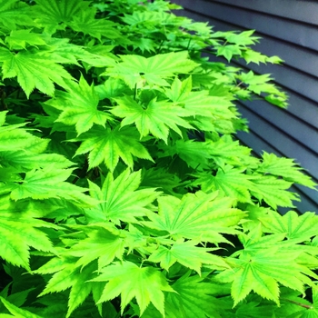 Acer palmatum 'Moonrise' 