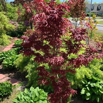 Acer palmatum 'Peve Starfish' 