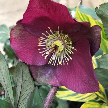 Helleborus orientalis 'Red' 