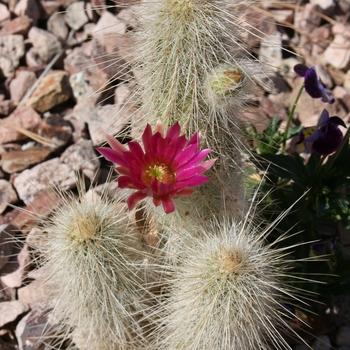 Echinocereus rayonesensis