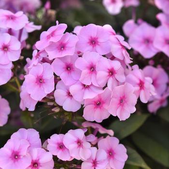 Phlox paniculata 'Balkaposin' PP33770