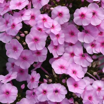 Phlox paniculata 'Balsukalu' PP33885