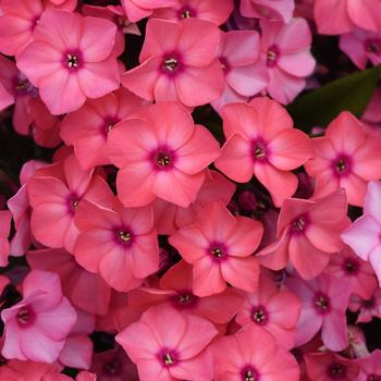 Phlox paniculata 'Balsukaco' PP33863