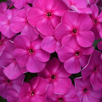 Phlox paniculata 'Balsukalav' PP33022