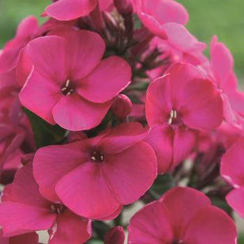 Phlox paniculata 'Verscerise' PP26102