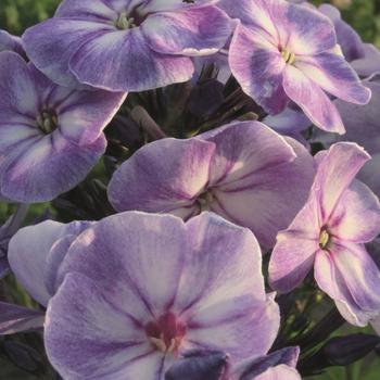 Phlox paniculata 'Versoldblue' PP26070