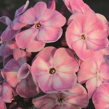 Phlox paniculata 'Versoldpink' PP26139