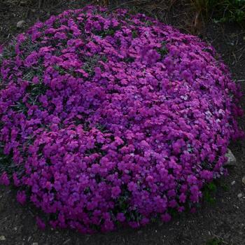 Phlox subulata 'Magenta' PP31485