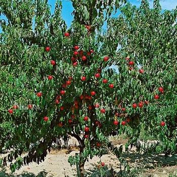 Prunus persica var. nucipersica 'Double Delight' 