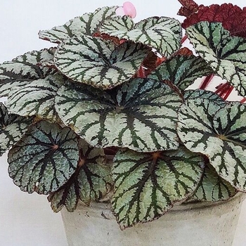 Begonia rex-cultorum 'Fedor' 