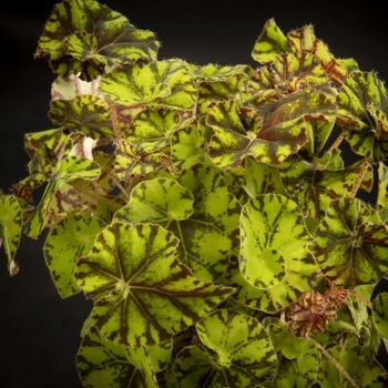 Begonia rex-cultorum 'Zumba' 