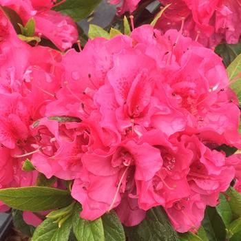 Rhododendron Perfecto Mundo® 'Double Dark Pink' PP33923