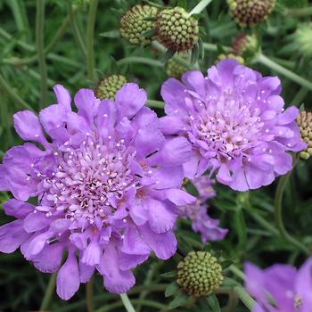 Scabiosa columbaria 'Butterfly Blue'