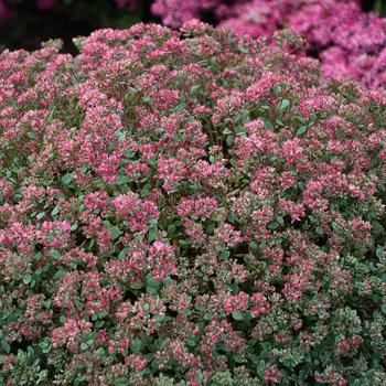 Sedum cauticola 'Steel The Show'