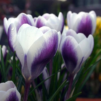 Crocus chrysanthus 'Prins Claus' 