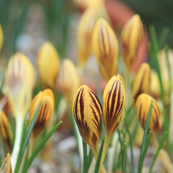 Crocus chrysanthus 'Gypsy Girl' 