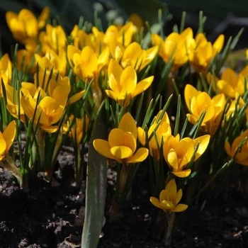 Crocus chrysanthus 'Goldilocks' 