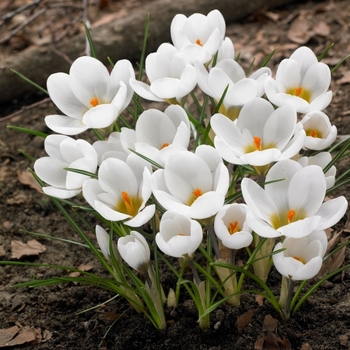 Crocus chrysanthus 'Ard Schenk' 