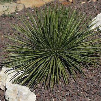 Agave geminiflora