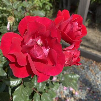 Rosa 'WEKyoopedko' PP26816