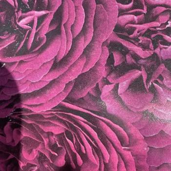 Rosa 'WEKebtidere' PP24725