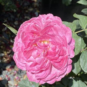 Rosa 'WEKjuctokol' PPAF