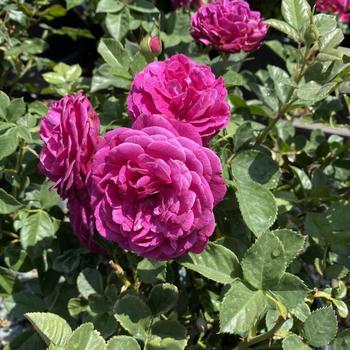 Rosa 'Celestial Night' WEKebtigrad