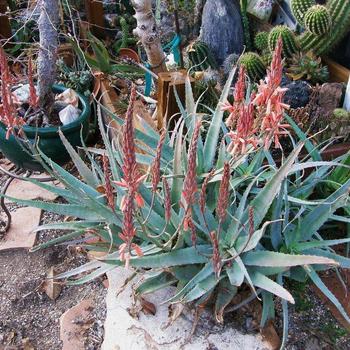 Aloe acutissima