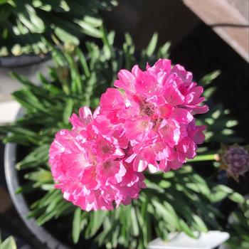 Armeria pseudarmeria