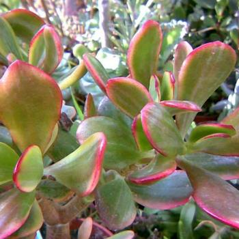 Crassula ovata 'Lemon and Lime' 