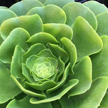 Aeonium 'Mint Saucer' 