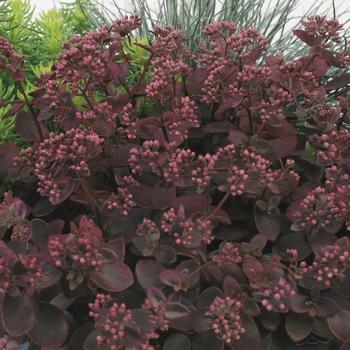 Sedum Sunsparkler® 'Cherry Tart'